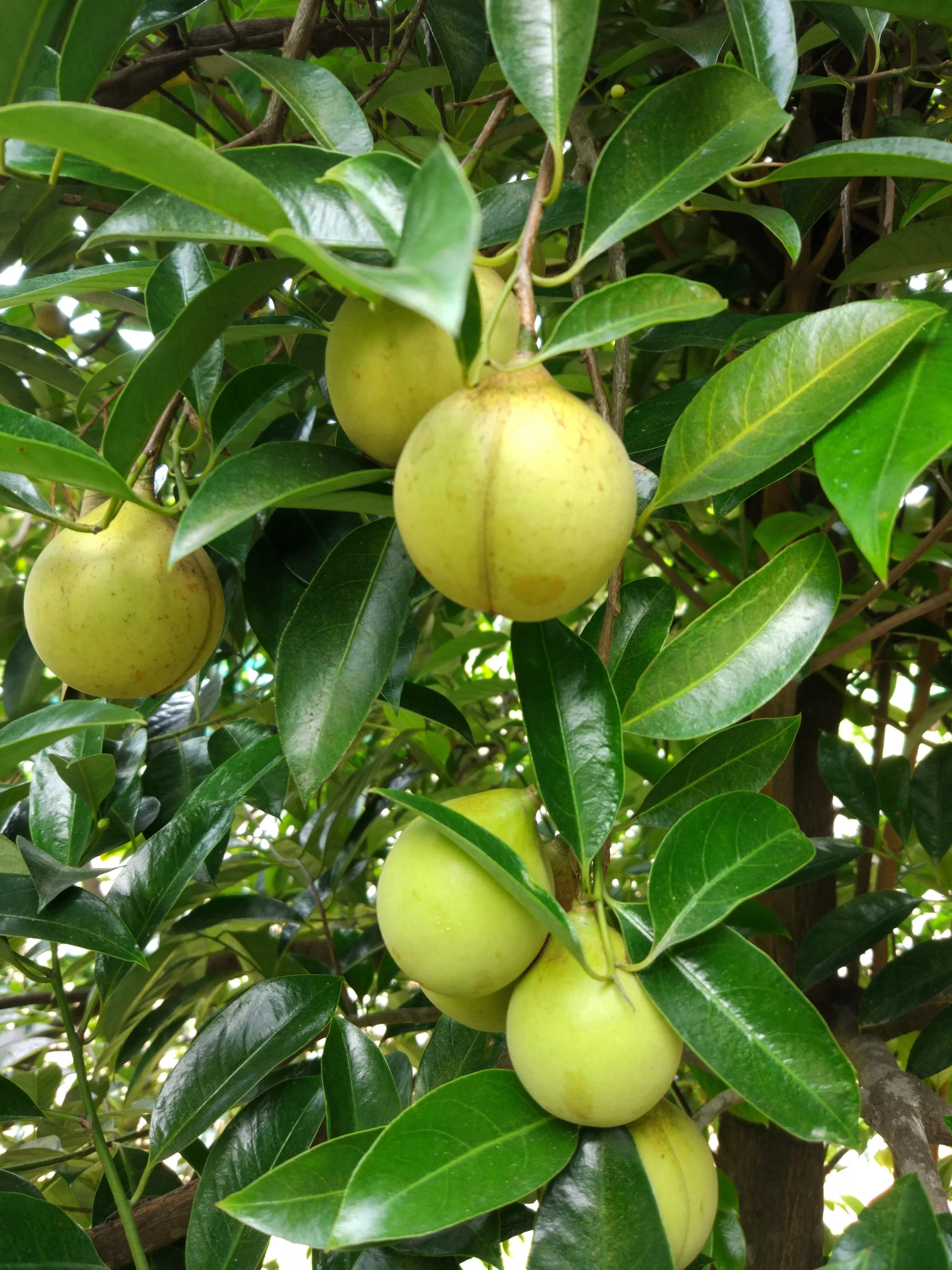 1 NUTMEG TREE Seed Myristica Fragrans Pala MACE Fruit Nut Pumpkin Pie Spice