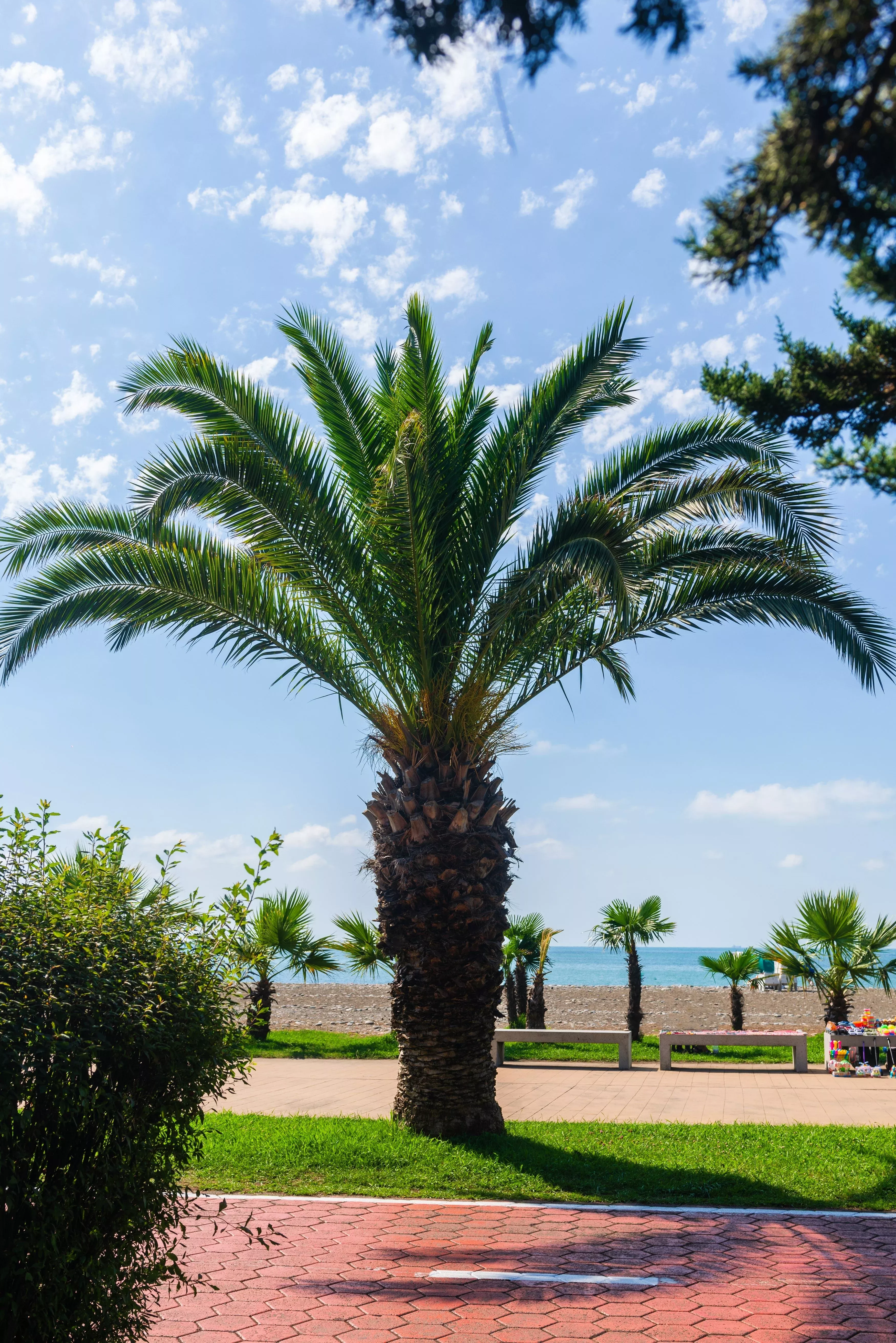 10 PYGMY DATE PALM Phoenix Roebelenii Dwarf Miniature Ornamental Fruit Tree Houseplant Seeds
