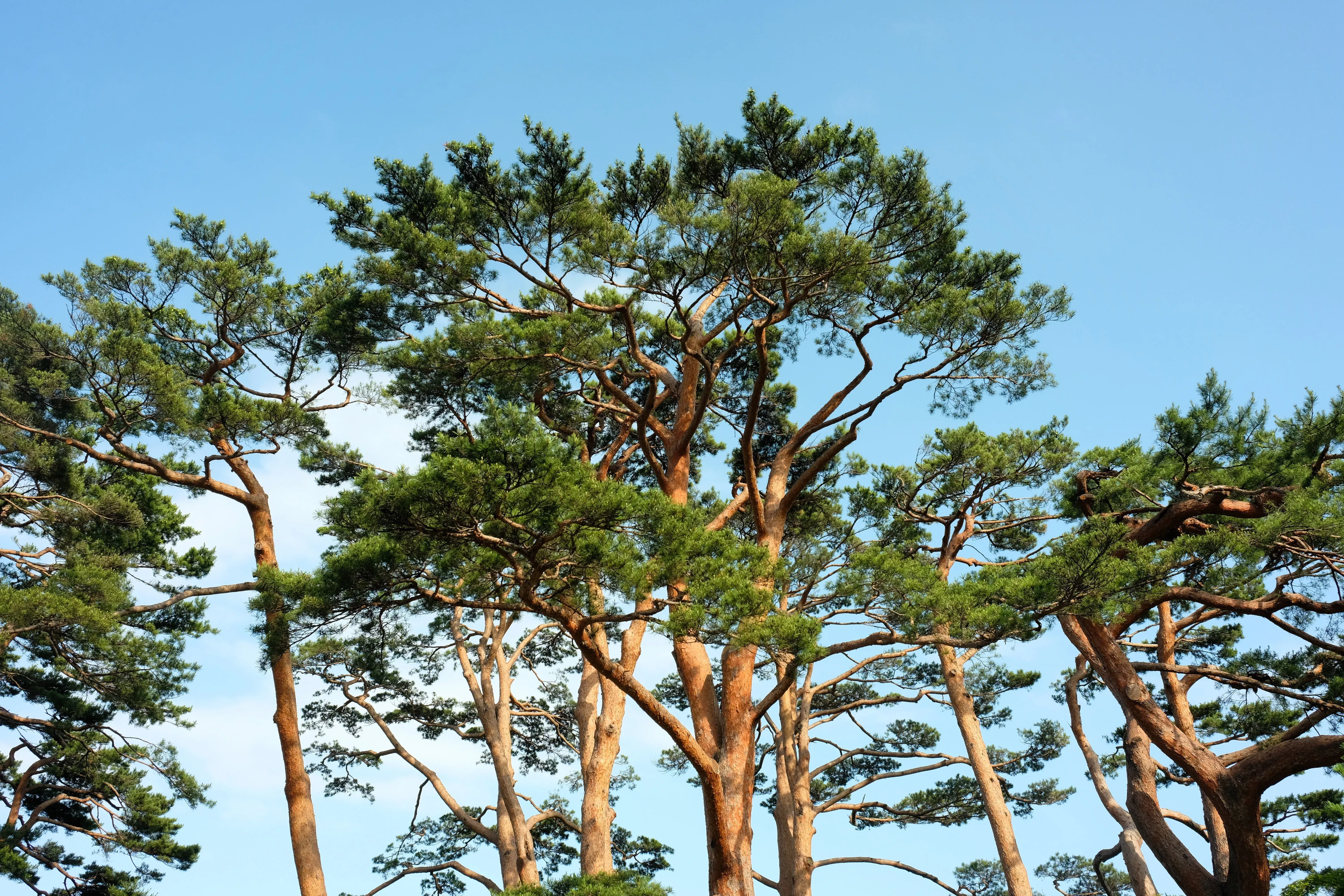 10 RED Japanese PINE TREE Korean Pinus Densiflora Evergreen Seeds