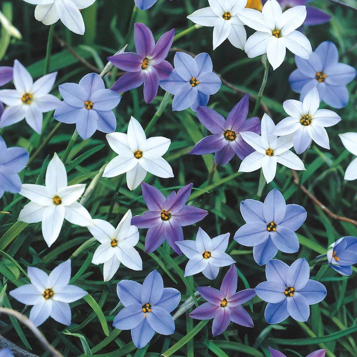 2 Months of Delft Spring Starflower Mixture