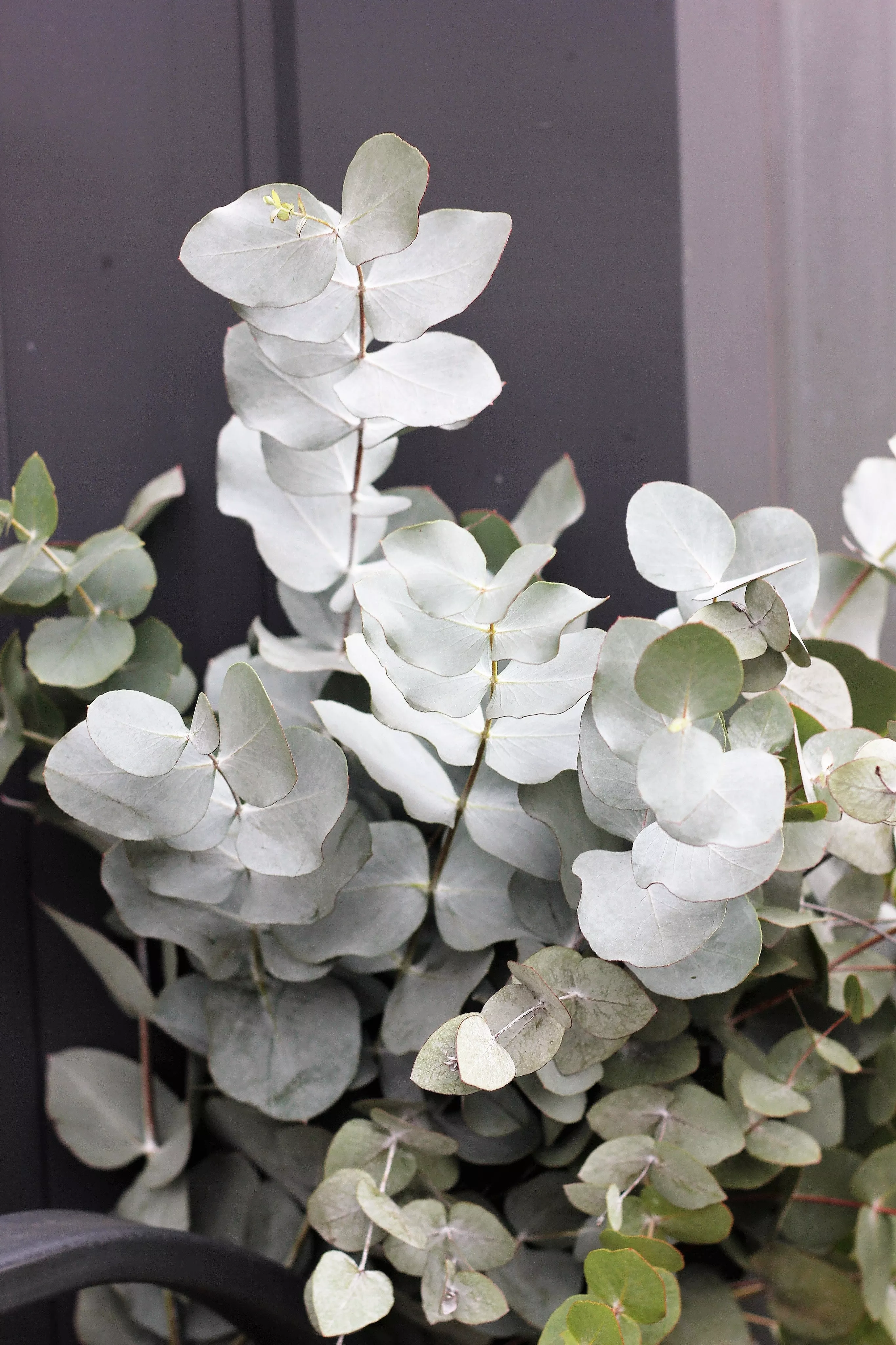 20 SILVER DROP EUCALYPTUS Gunnii Cider Gum Silver Blue Foliage Florist Tree Seeds