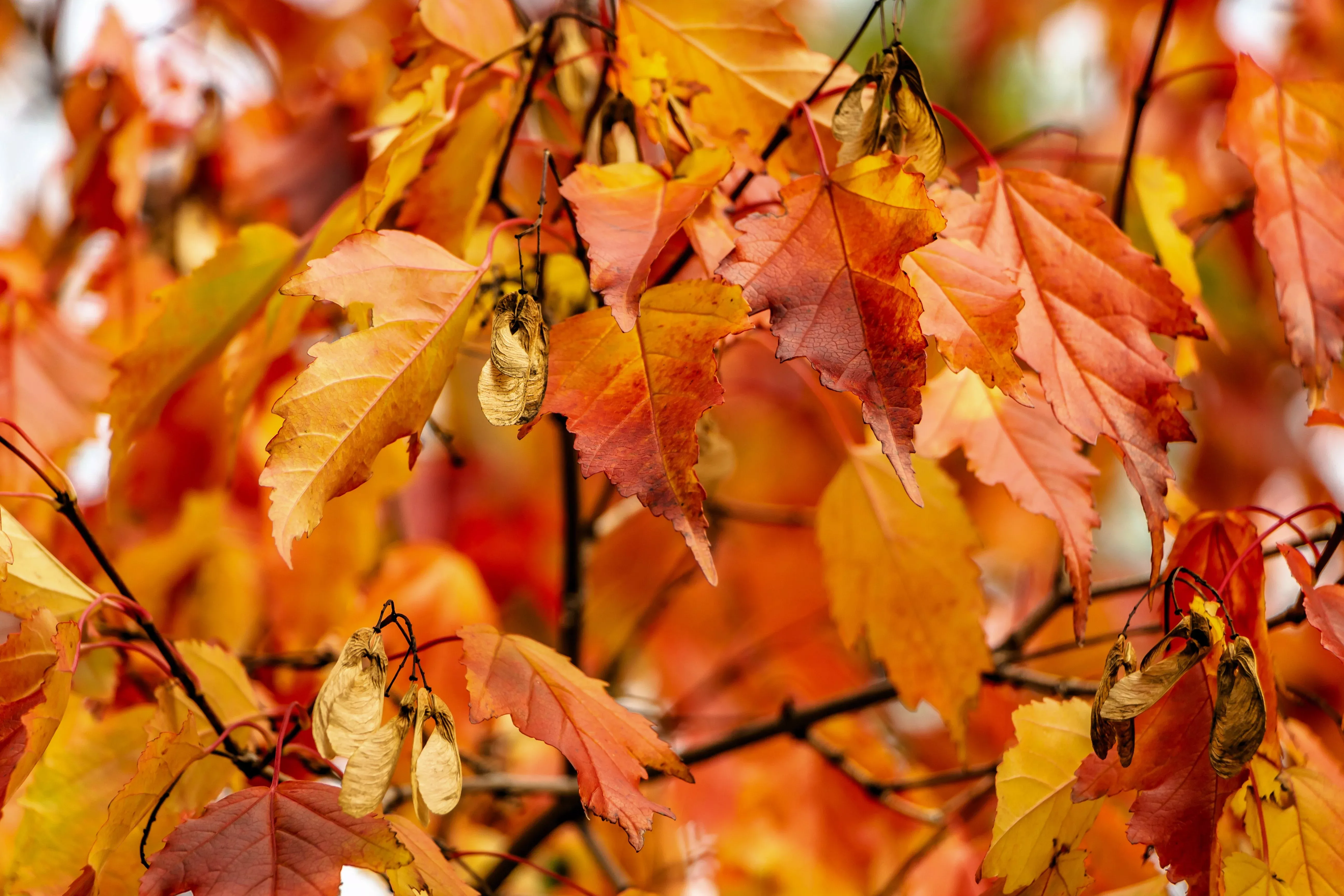 20 Tartarian FLAME MAPLE TREE Red Acer Tartaricum Seeds