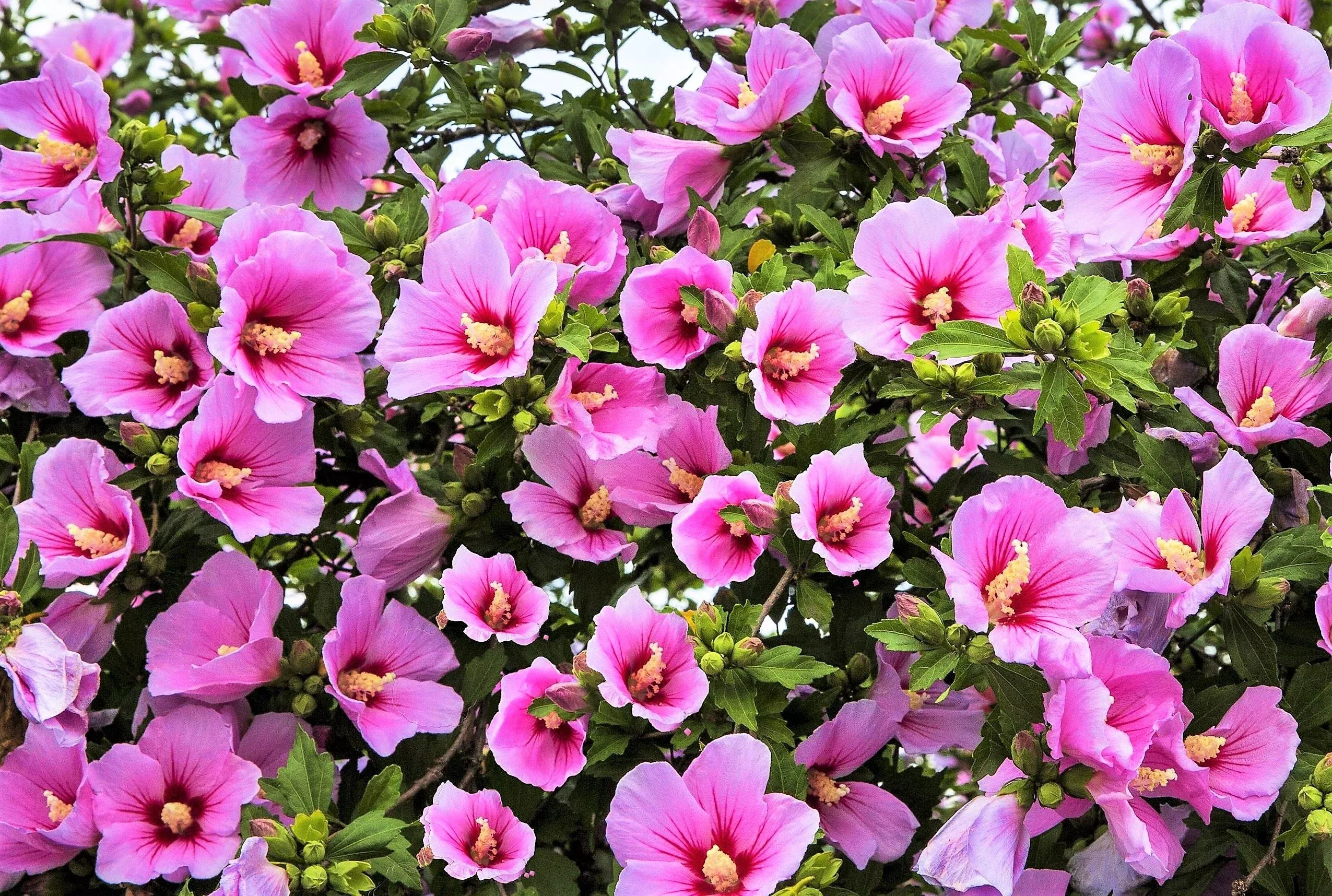 25 Dark Pink ROSE Of SHARON HIBISCUS Syriacus Flower Tree Bush Seeds