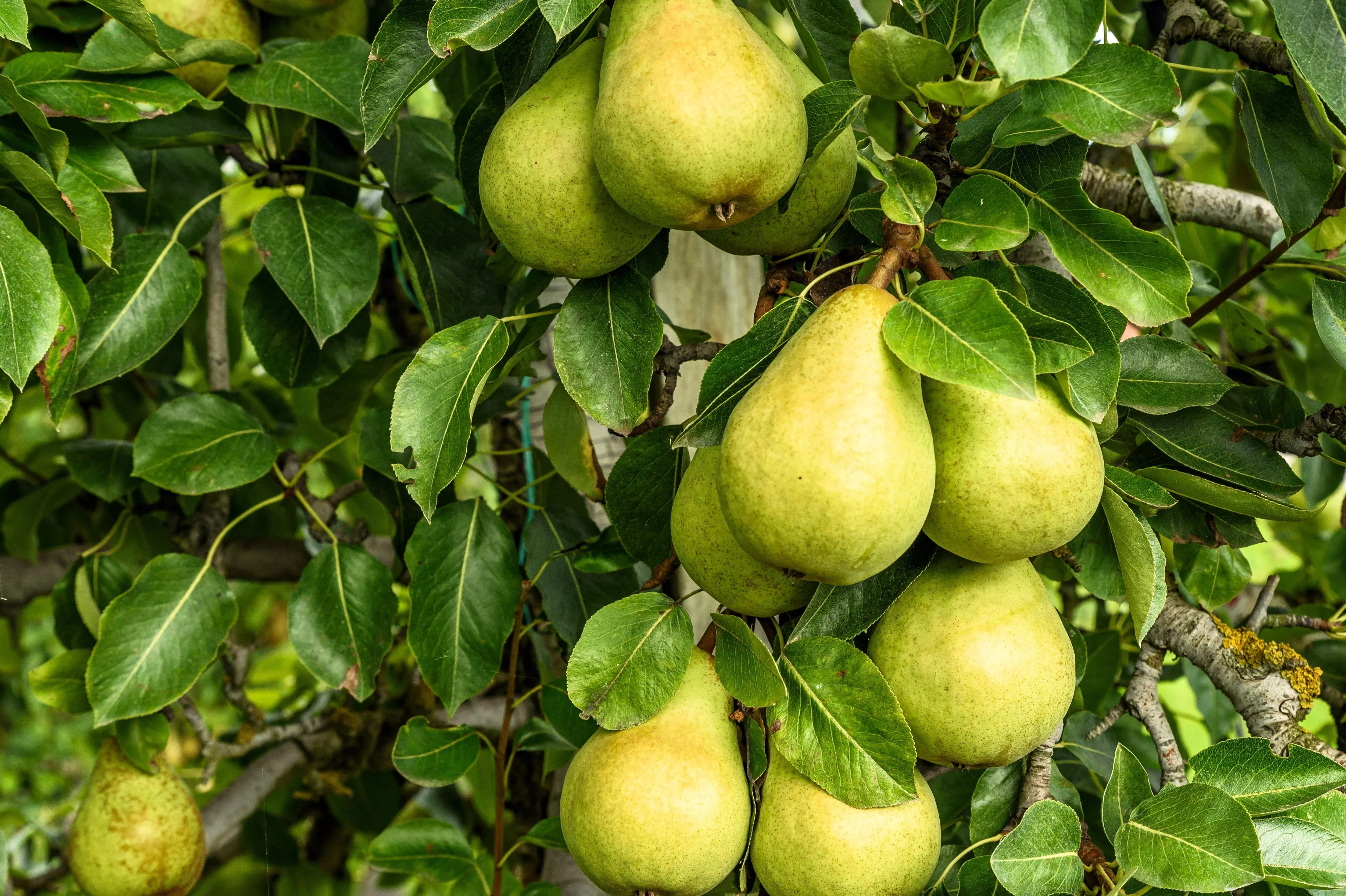 25 EUROPEAN PEAR TREE Pyrus Communis Fruit Seeds - White Flowers / Green Fruit