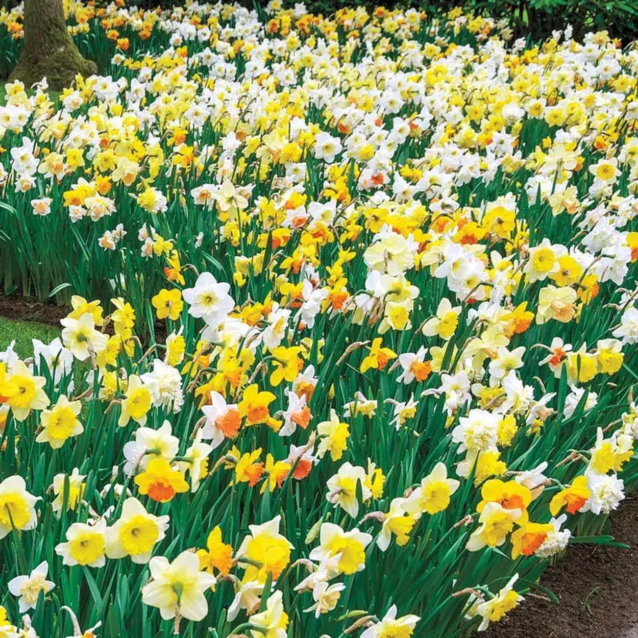 3 Months of Mixed Daffodils