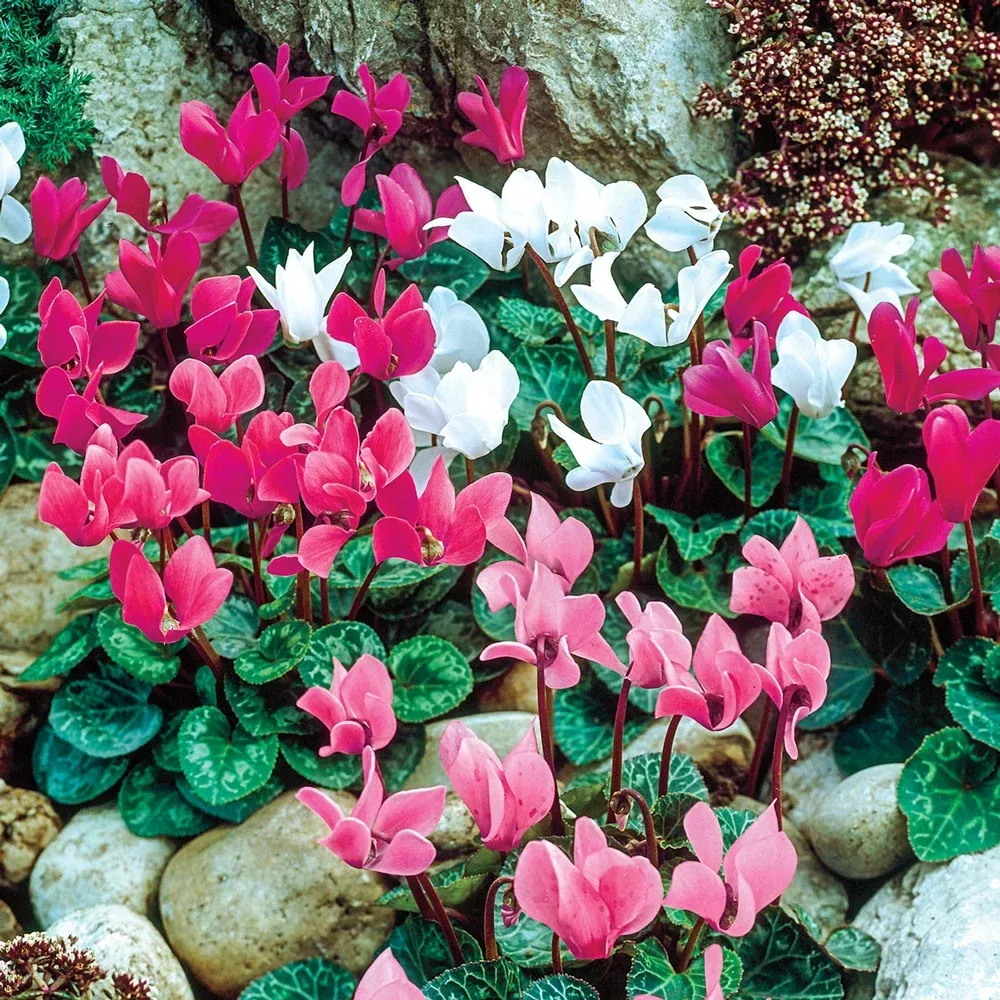 6 Months of Mixed Hardy Cyclamen Bulbs