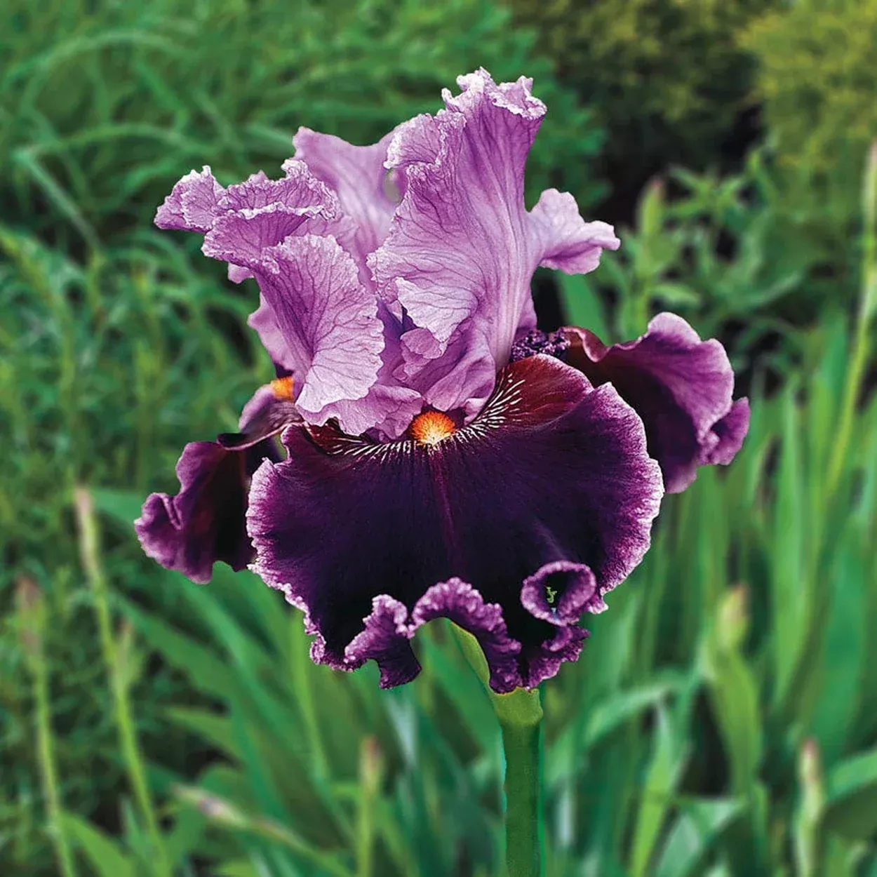 About Town Bearded Iris