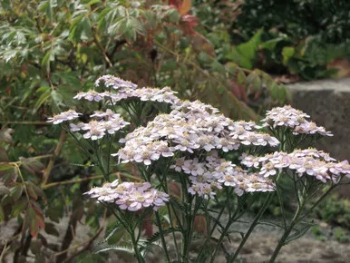 Achillea sibirica 'Japanese Lace'