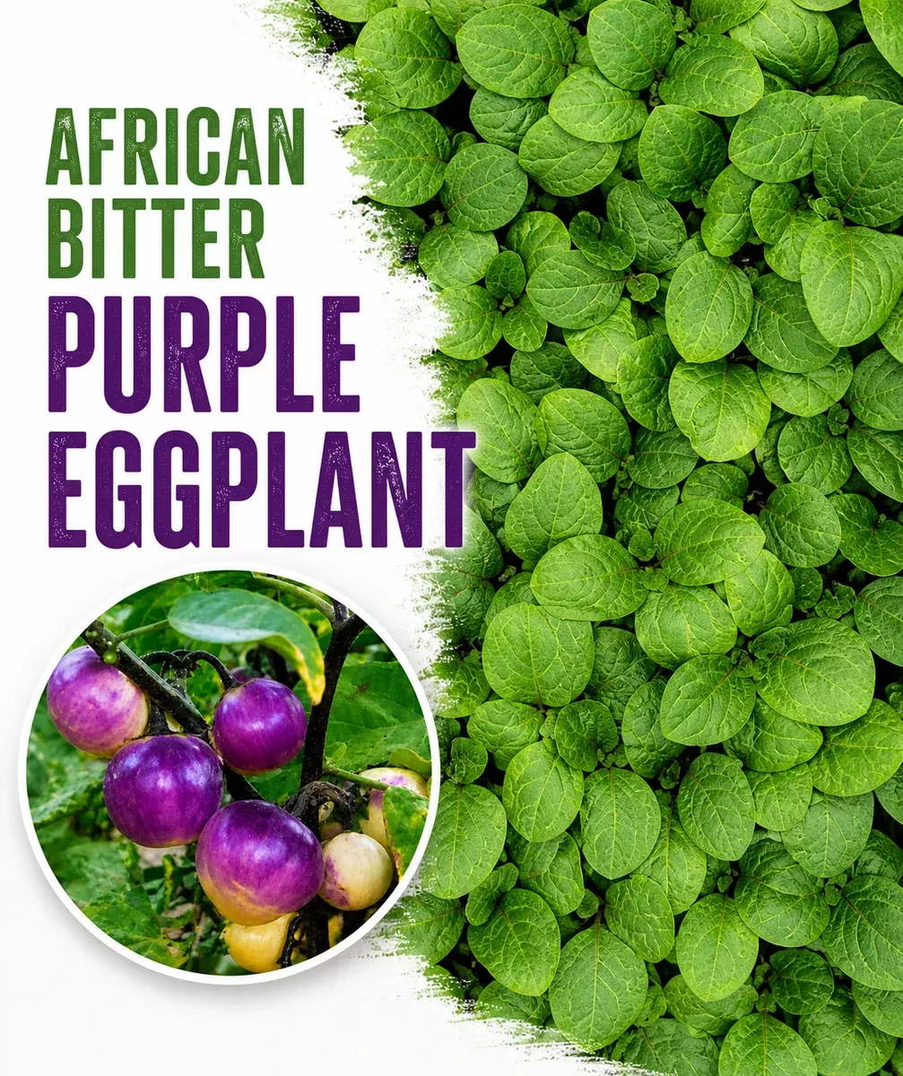 African Bitter Purple Eggplant Live Plants - 4 Seedlings