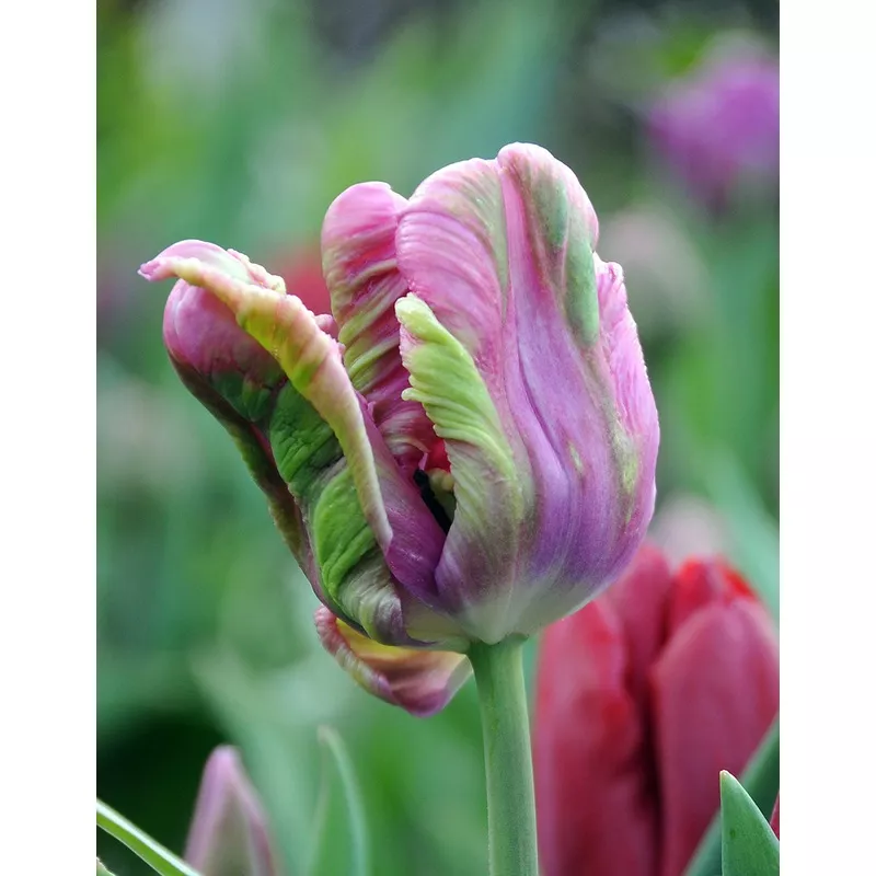 Air Parrot Tulip - 10 bulbs