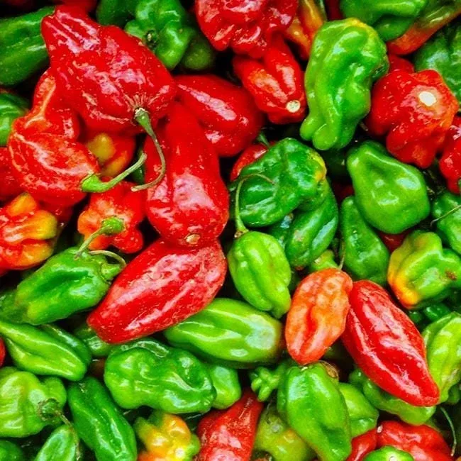 Aji Dulce Pepper Seeds