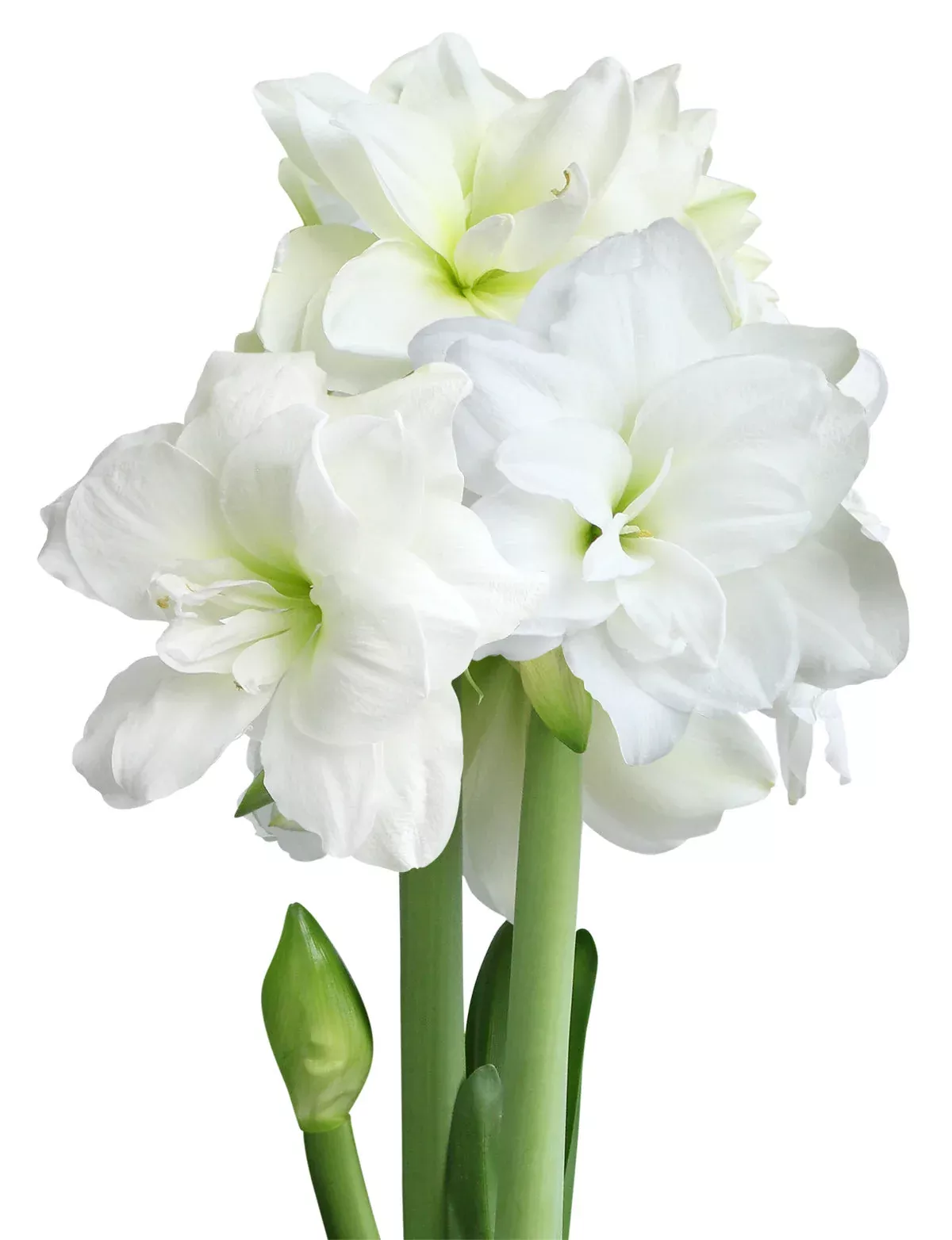 Alfresco Sonata Amaryllis