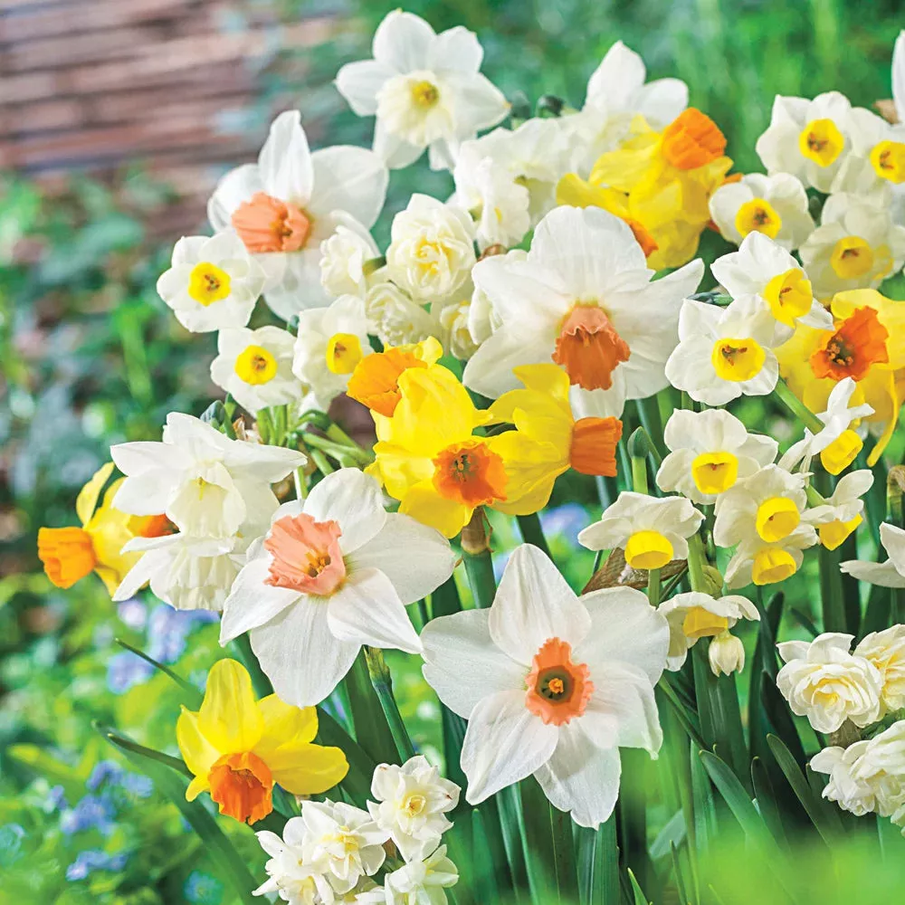 All Spring Daffodil Mix