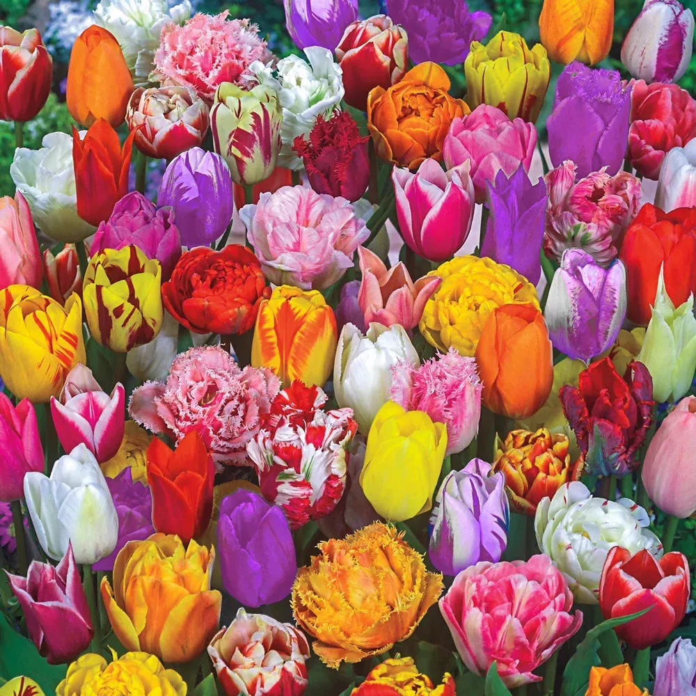 All Spring Tulip Mix