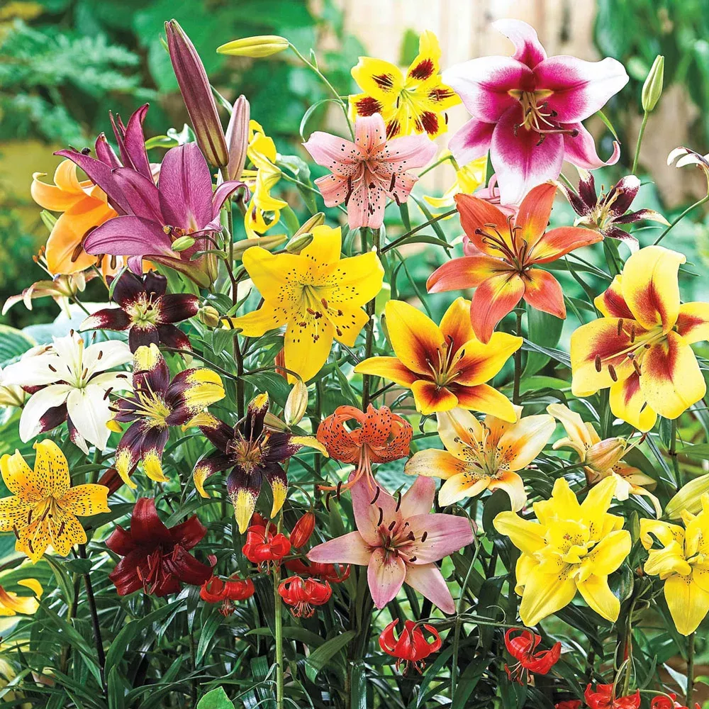 All Summer Lily Mix
