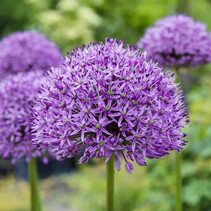 Allium aflatunense Purple Sensation