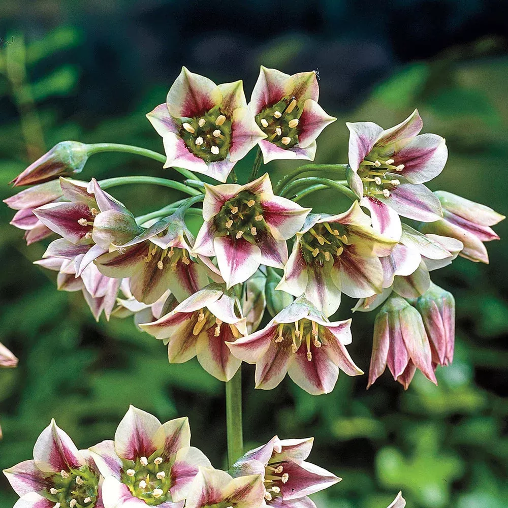 Allium bulgaricum (formerly known as Nectaroscordum siculum)
