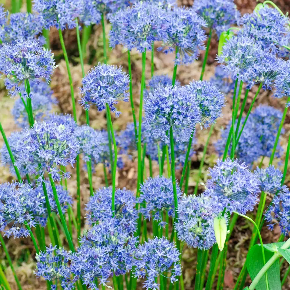 Allium caeruleum (azureum)