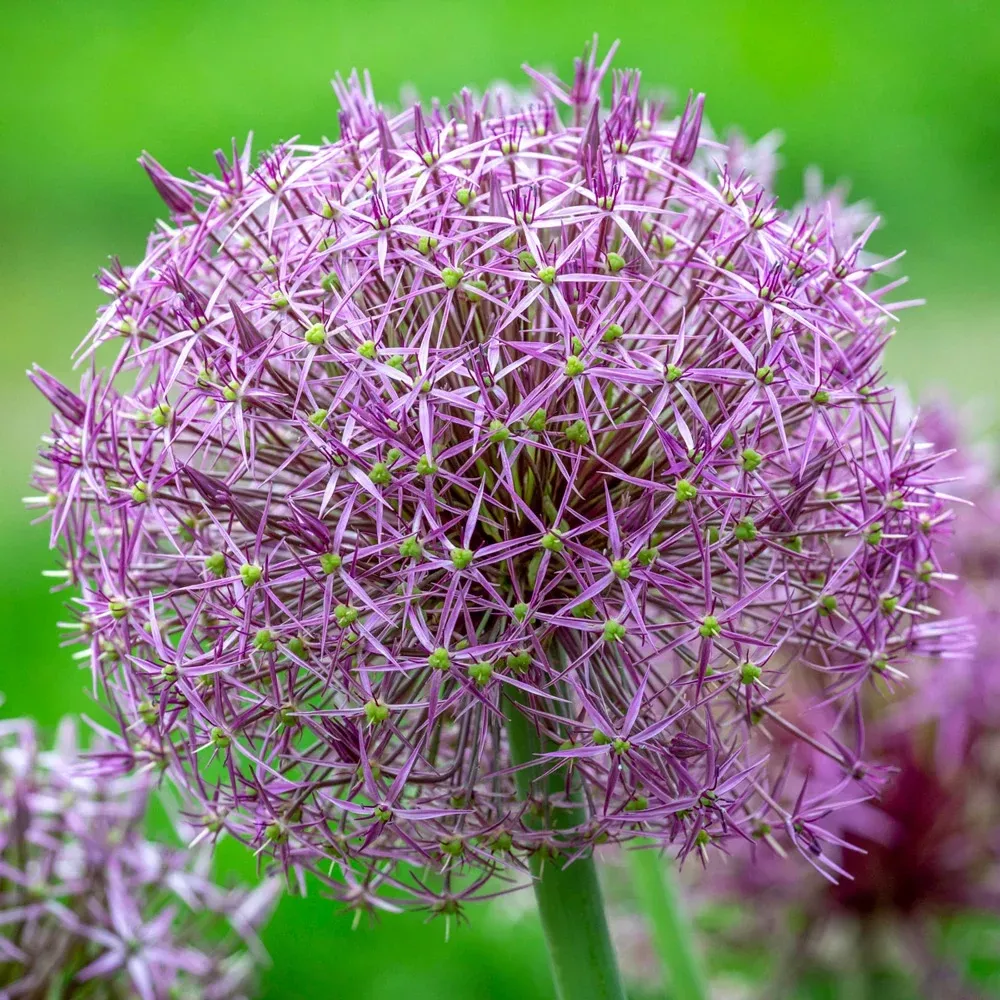 Allium christophii