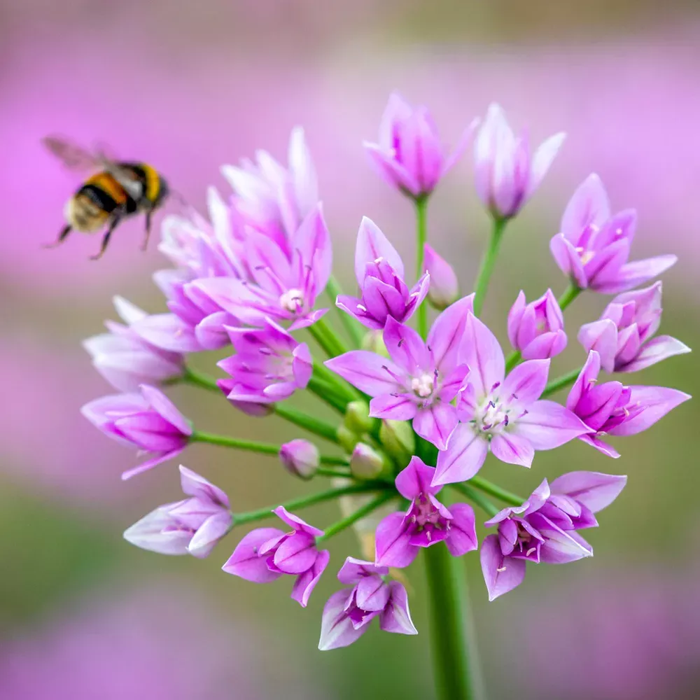 Allium Eros