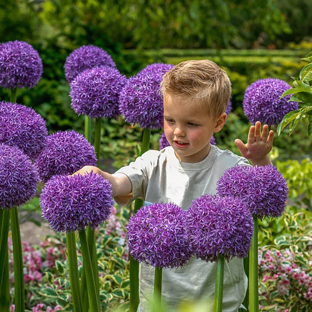 Allium - Globemaster