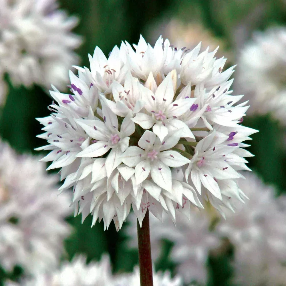 Allium Graceful