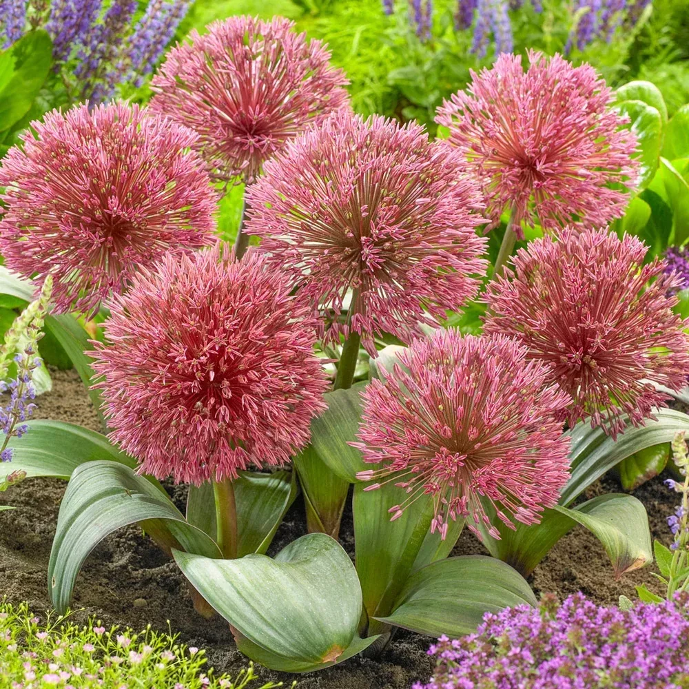 Allium nevskianum