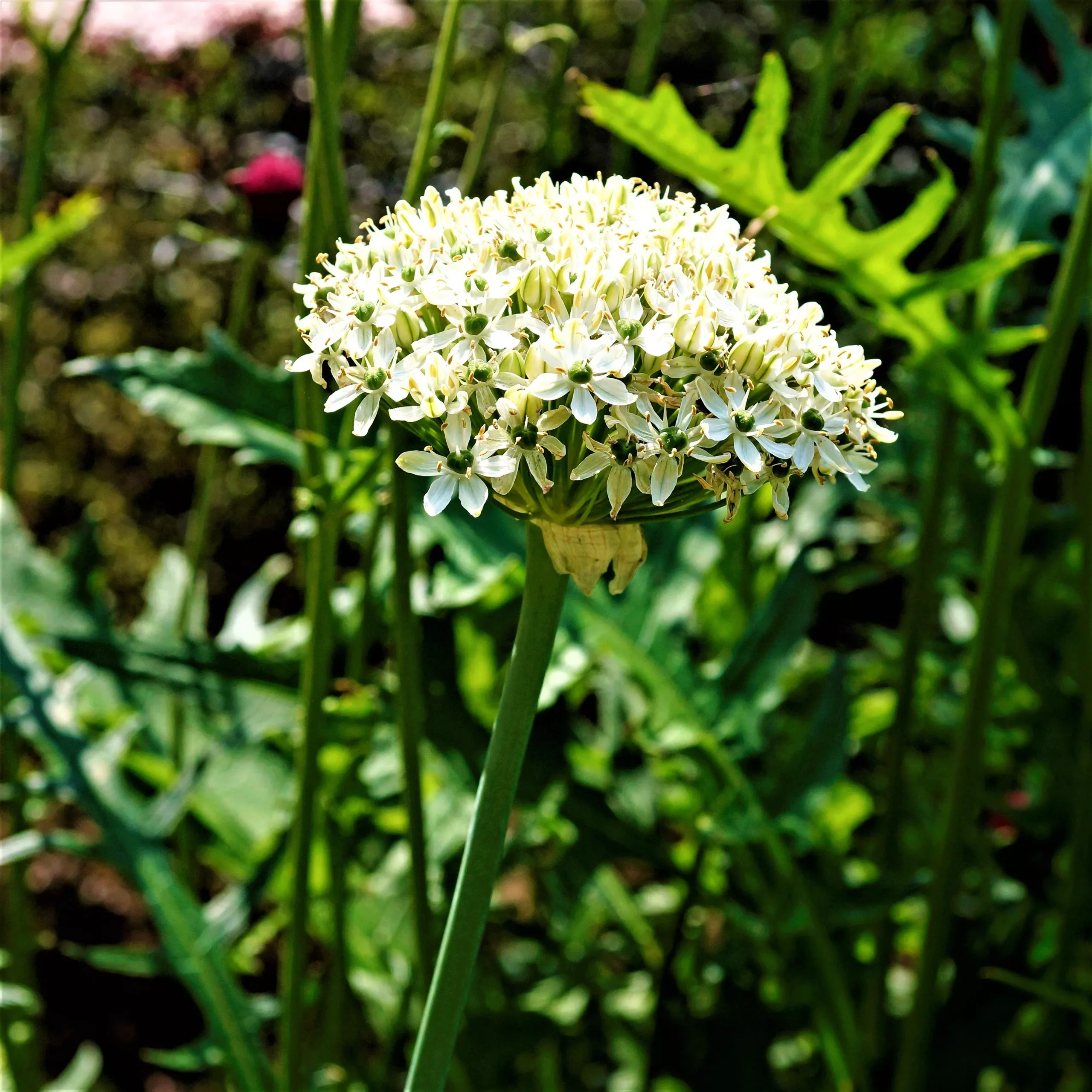 Allium nigrum