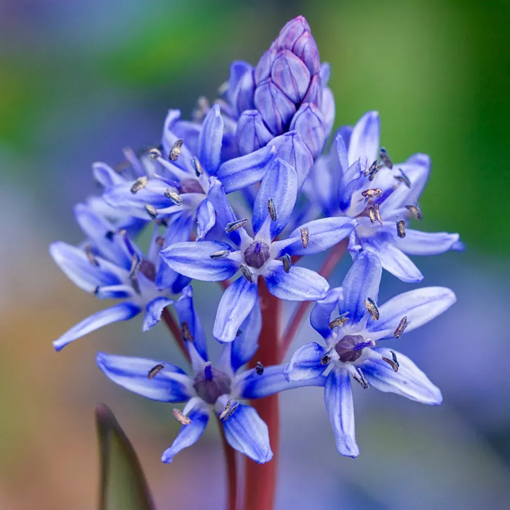 Alpine Squill (Scilla bifolia)