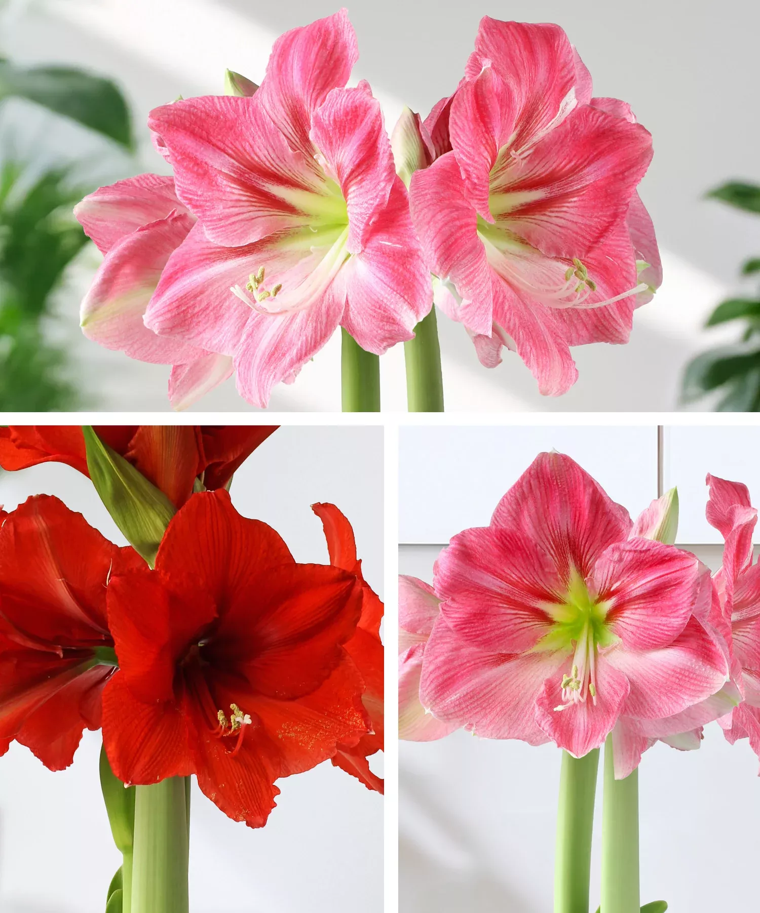 Amaryllis 3-Pack: Red/Pink/Pink