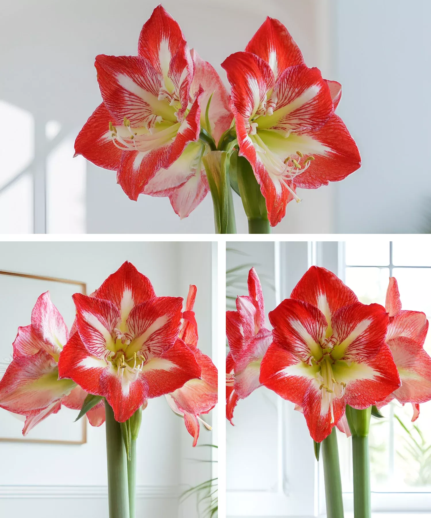 Amaryllis 3-Pack: Red/White