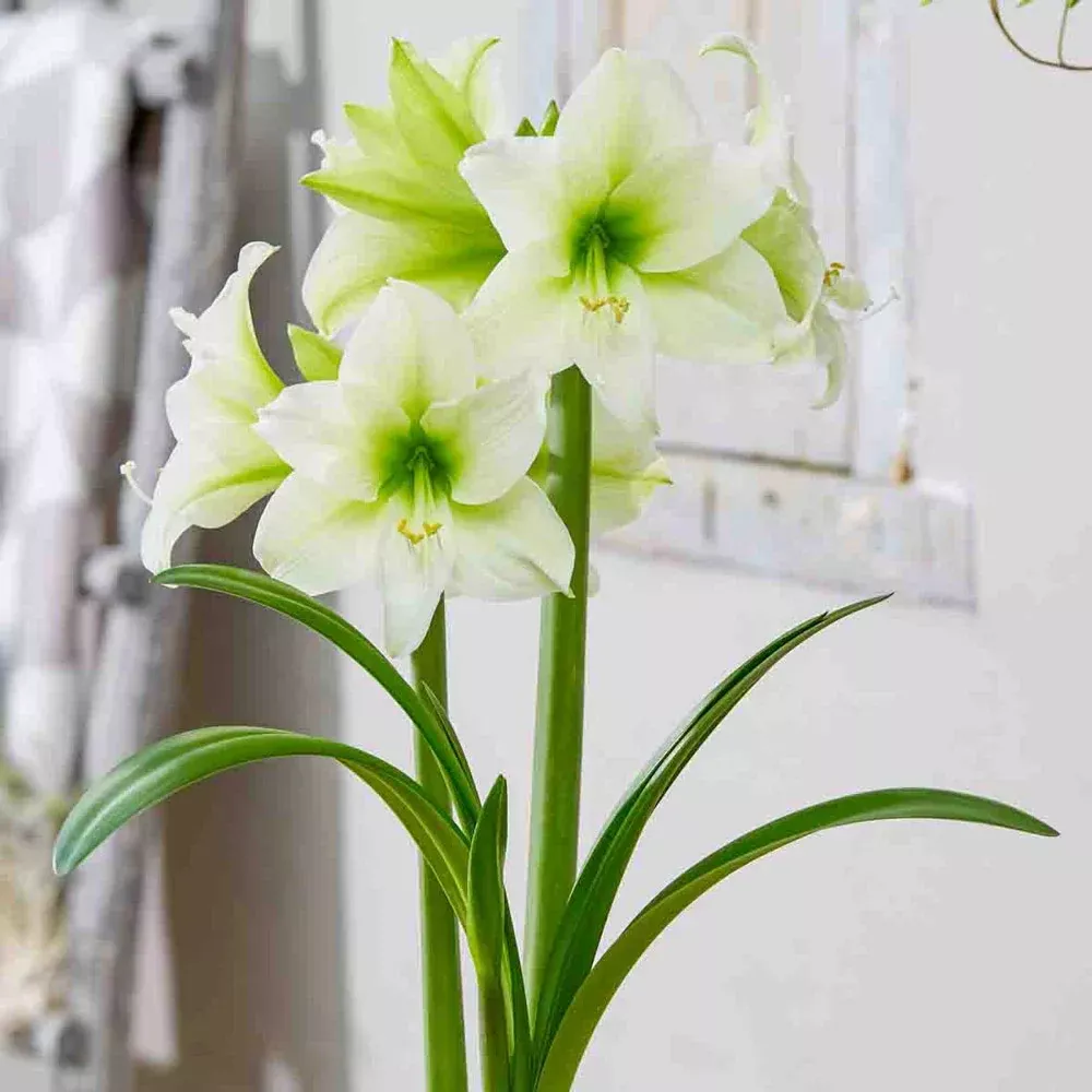 Amaryllis North Pole