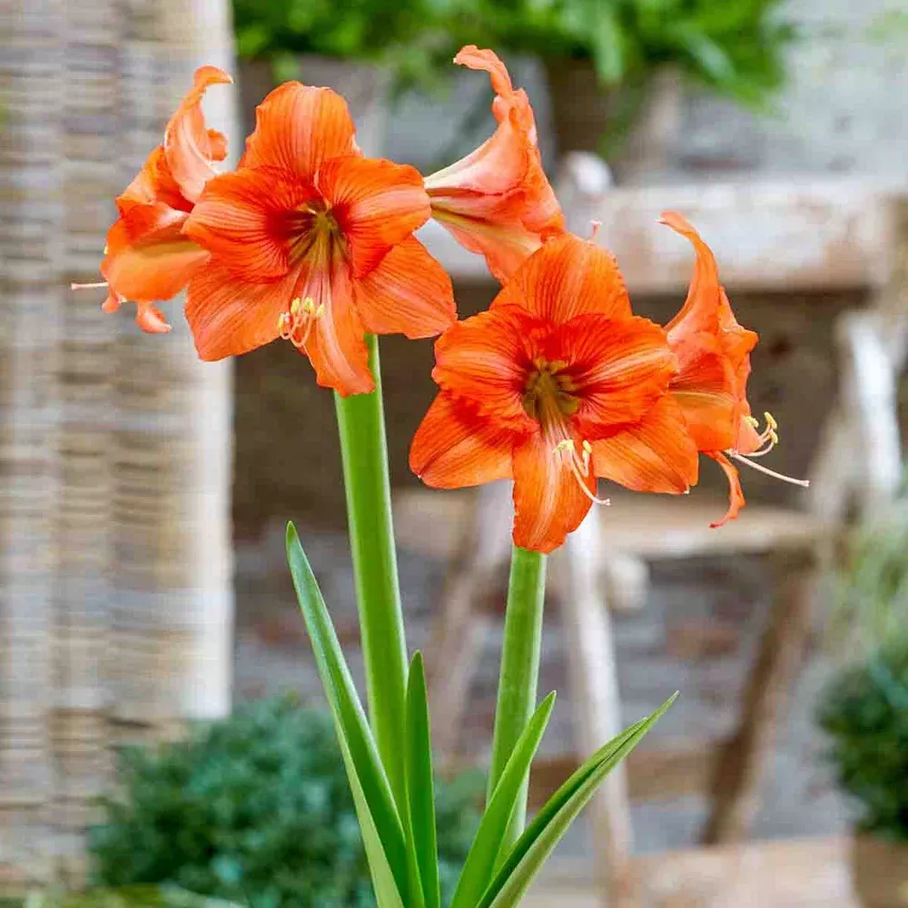 Amaryllis Orange Queen