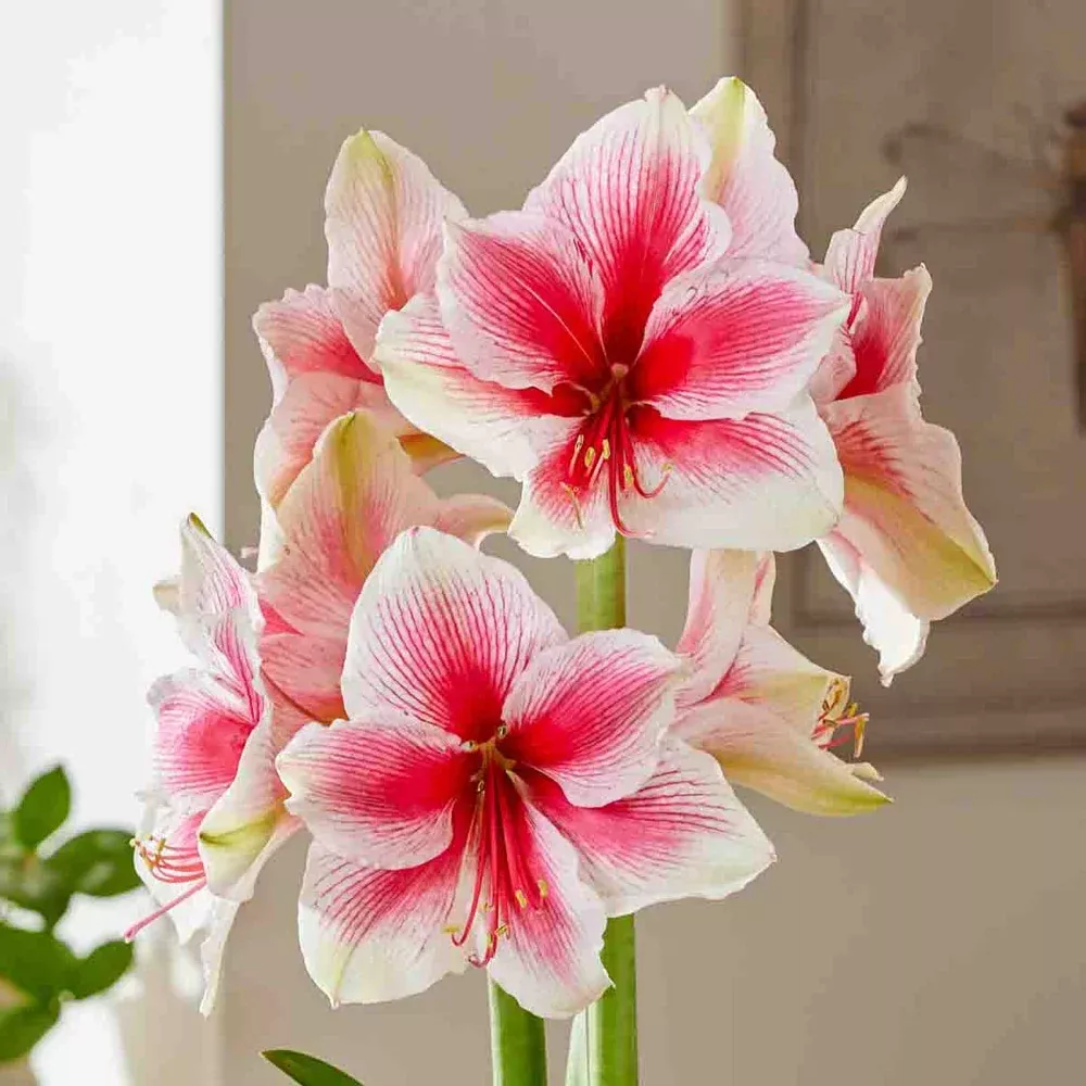 Amaryllis Pink Beauty