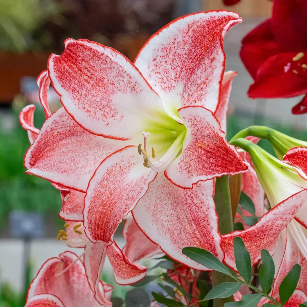 Amaryllis Spotlight