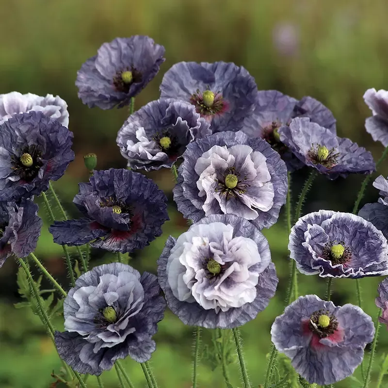 ’Amazing Grey ’ Poppy Seeds