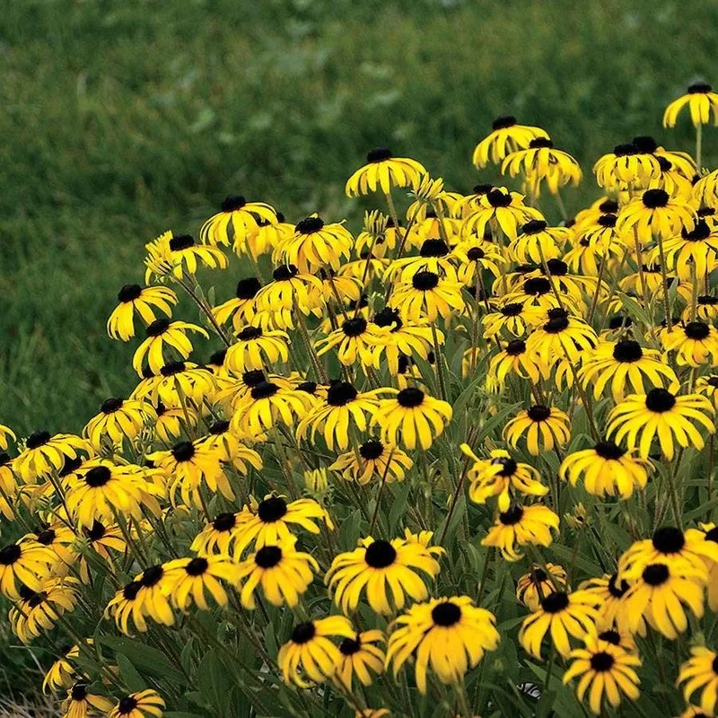 ’American Gold Rush ’ Rudbeckia