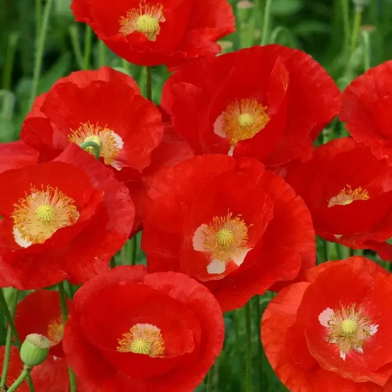 ’American Legion ’ Heirloom Poppy Seeds