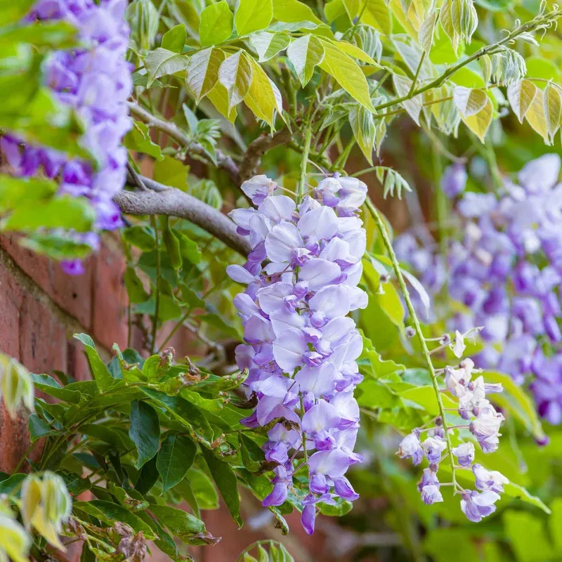 ‘Amethyst Falls’ Wisteria