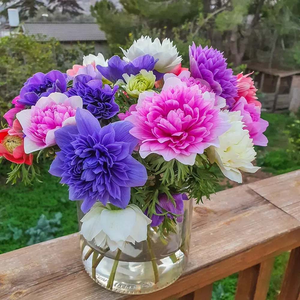 Anemone Fullstar Mix