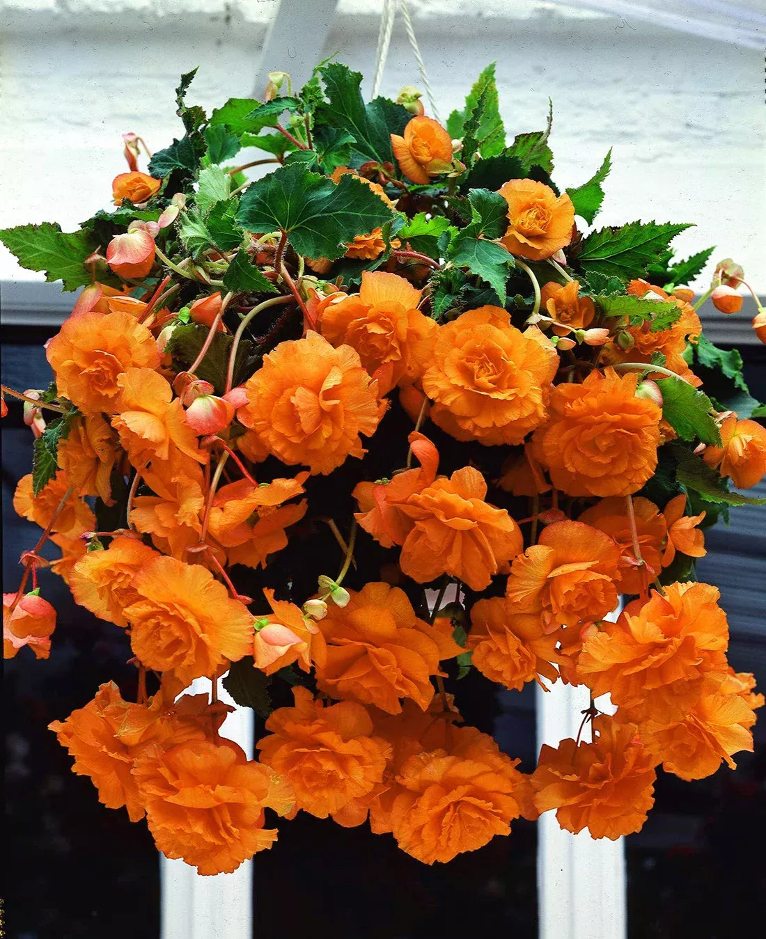 Apricot Hanging Basket Begonia - 3 tubers