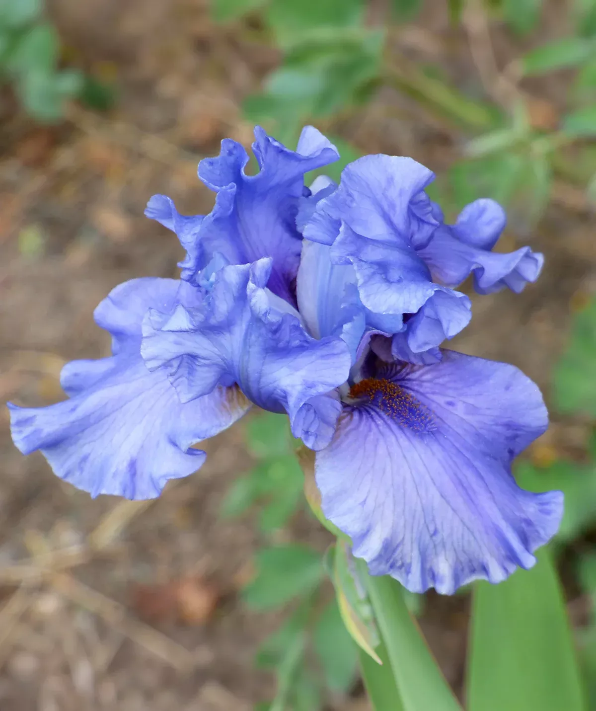 Aqua Taj Dwarf Bearded Iris - 1 Rhizome