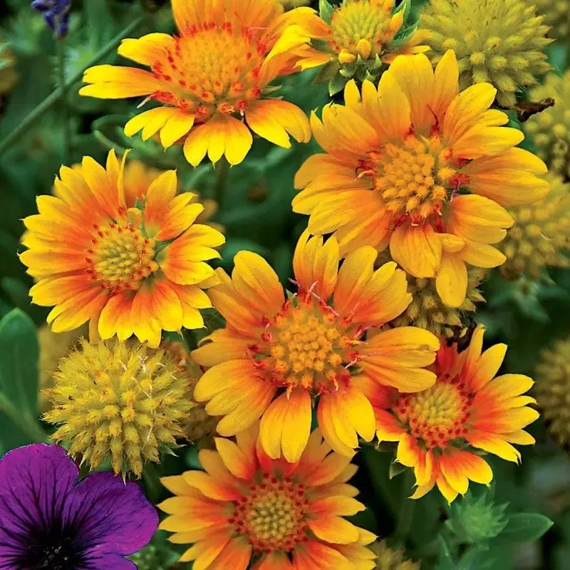 ’Arizona Apricot ’ Gaillardia