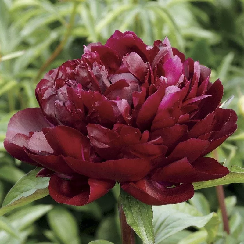 ‘Armani’ Peony