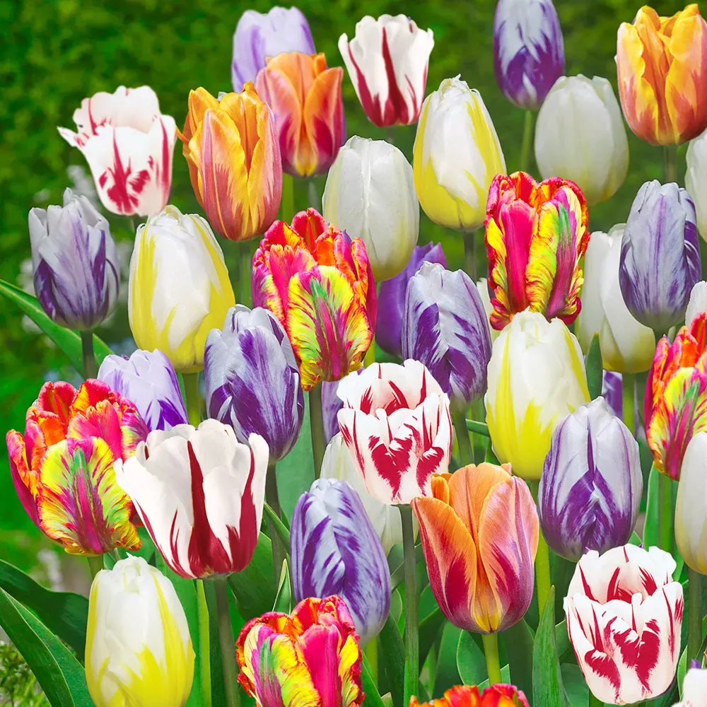 Artist's Palette Tulip Mix