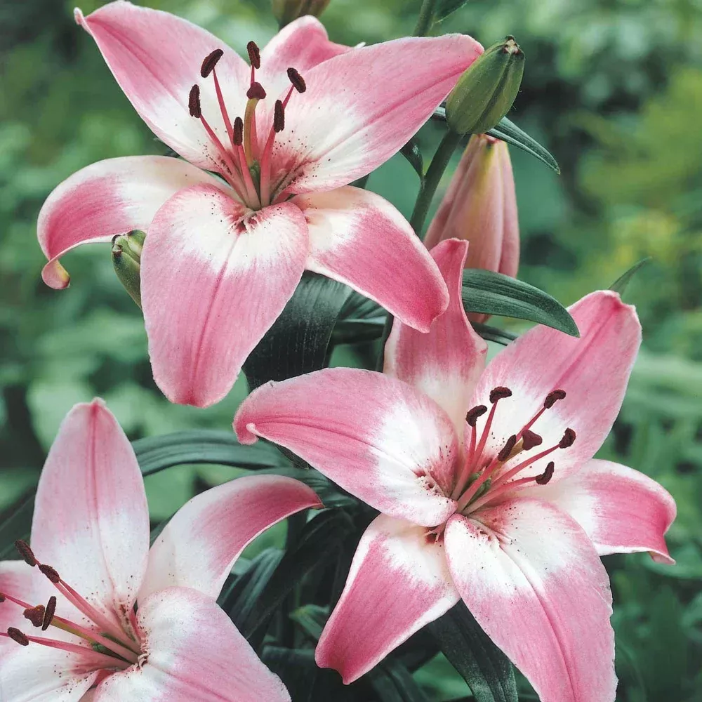 Asiatic Lily Rosella's Dream