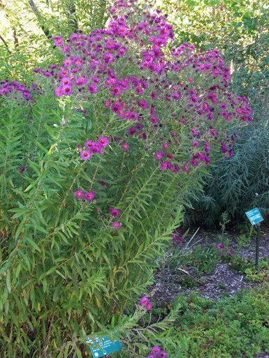 Aster novae-angliae