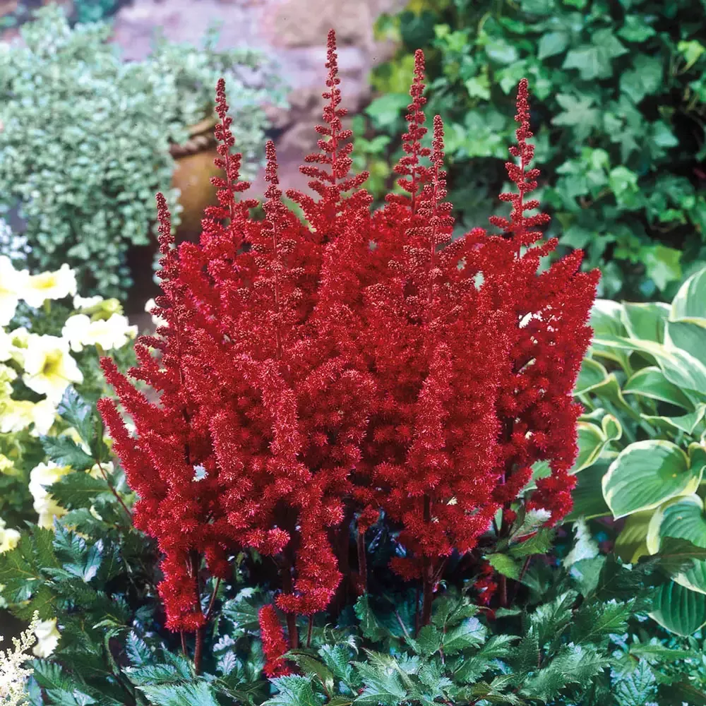 Astilbe Spinell