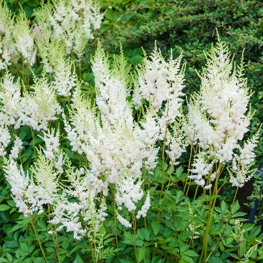 Astilbe White Glory