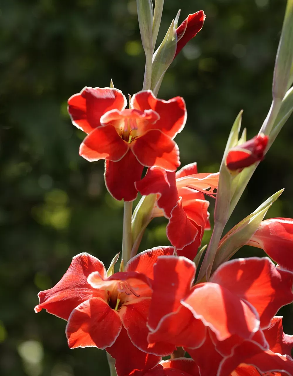 Atom Hardy Gladiolus - 5 bulbs